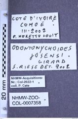 Etikette zu Odontonychoides josensi (Girard, 1972) (NHMW-ZOO-COL-0007358)